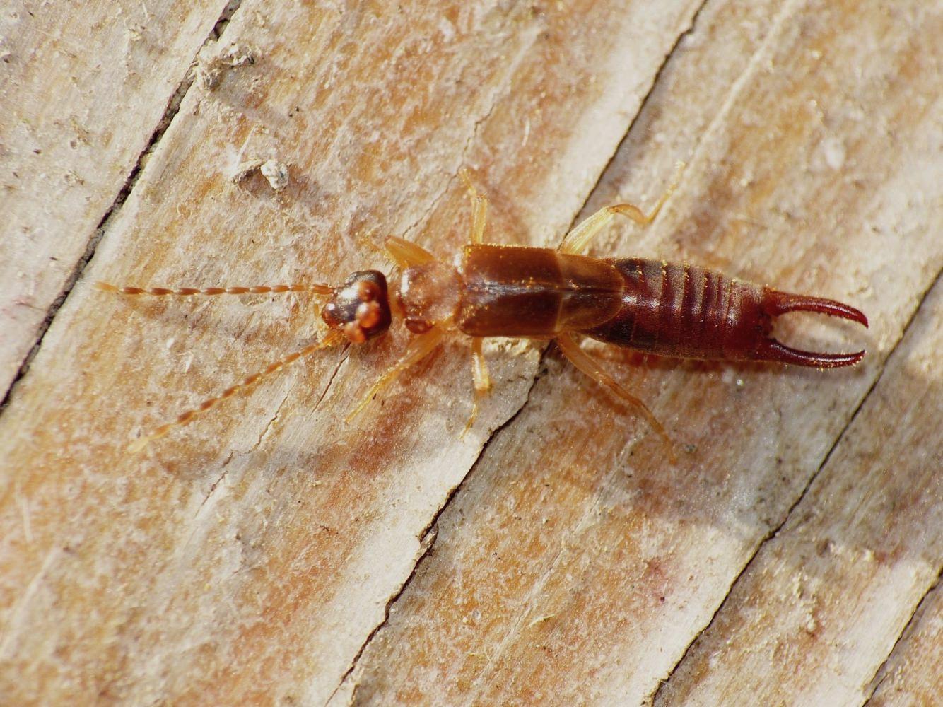 Labiduridae (?) parassitata da acari